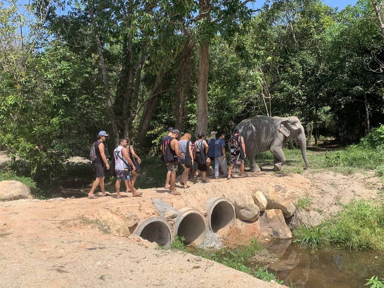 Tour program in Phangan Elephant Sanctuary in Koh Phangan, Thailand