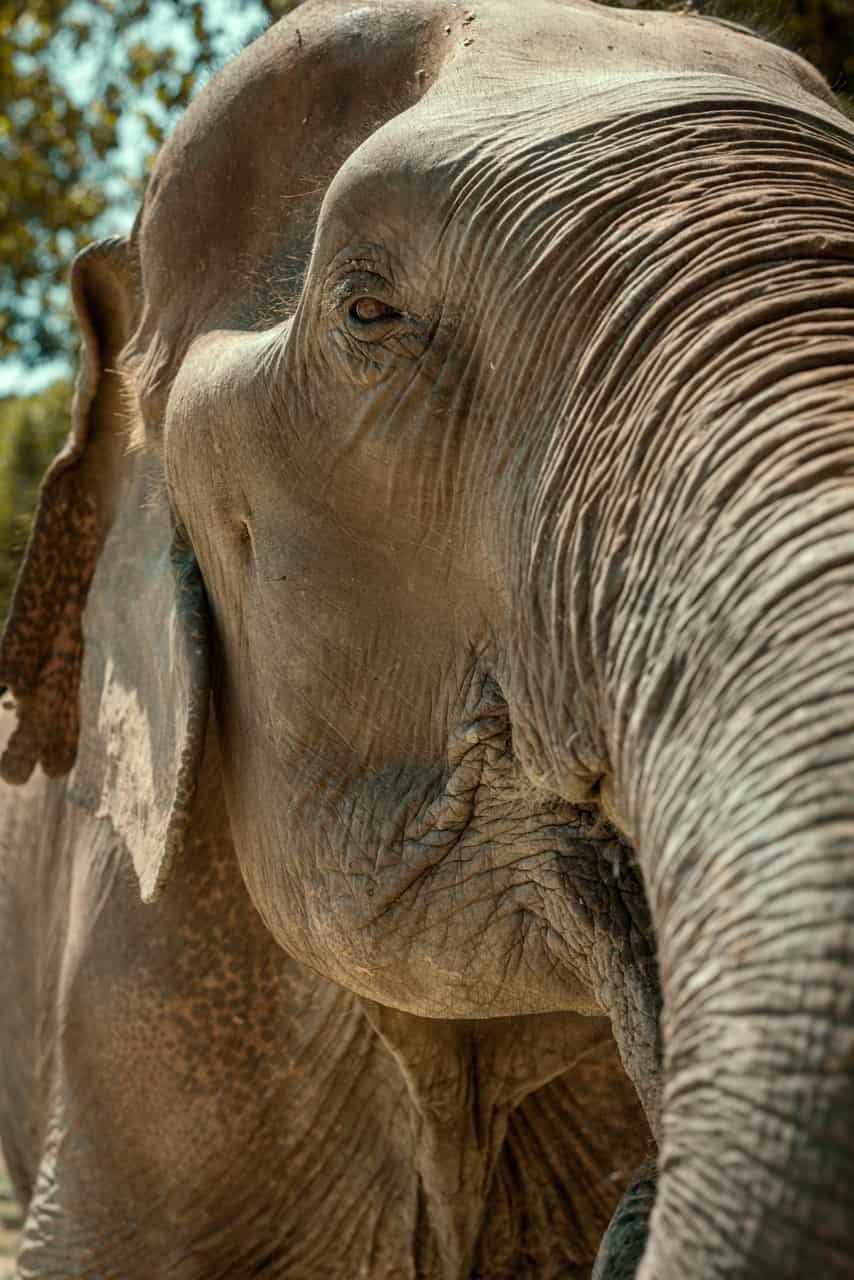 Elephant in Phangan Elephant Sanctuary