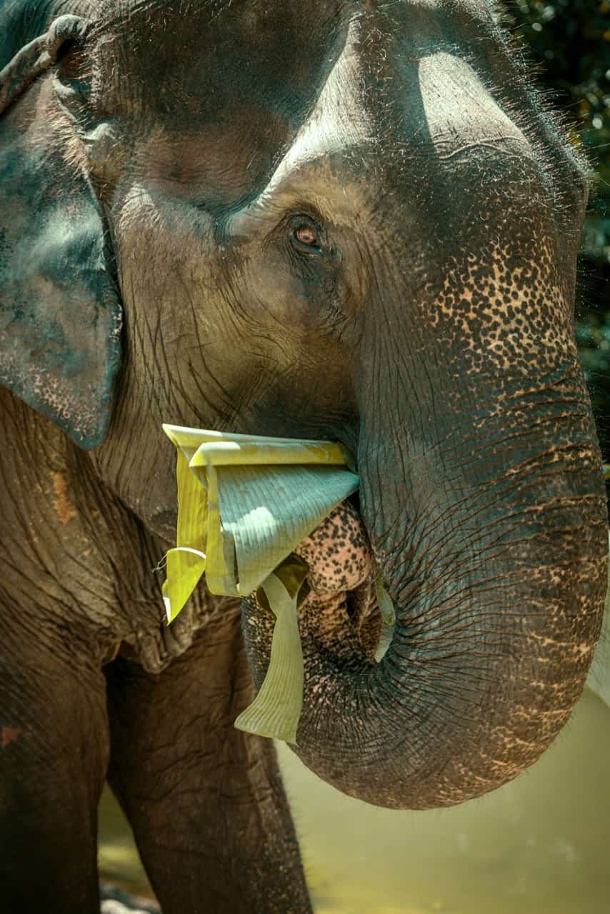 Elephant in Phangan Elephant Sanctuary