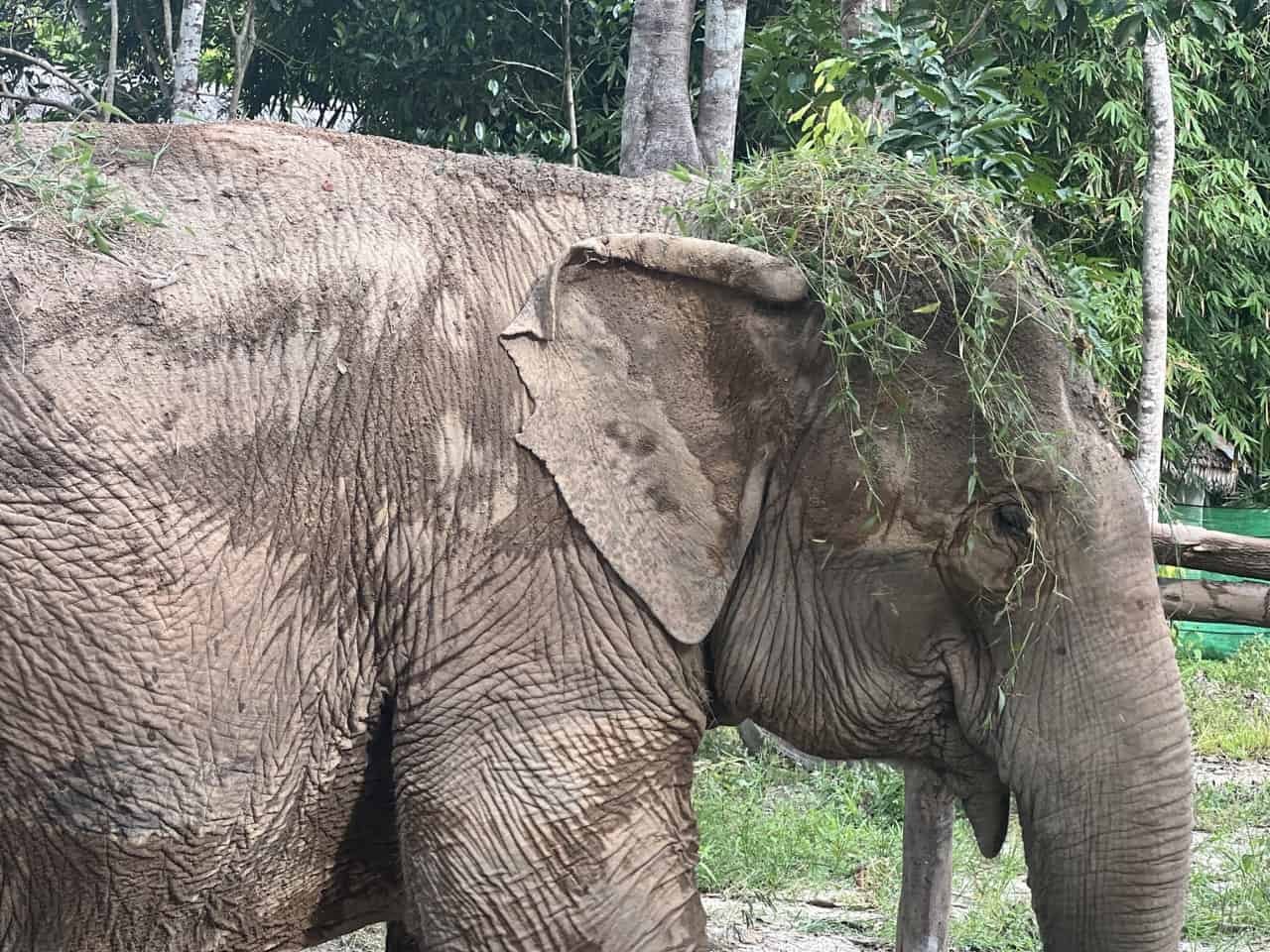 Phangan Elephant Sanctuary in Koh Phangan, Thailand
