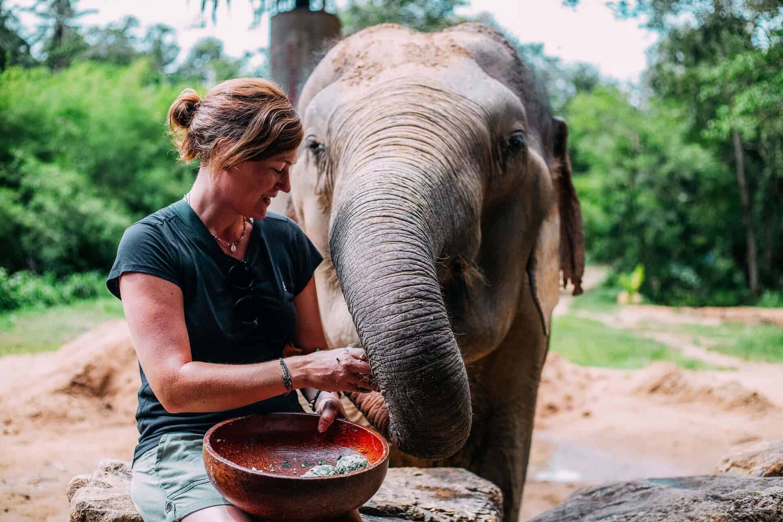 Elephant in Phangan Elephant Sanctuary in Koh Phangan, Thailand