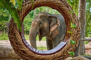 Elephant sanctuary (8)