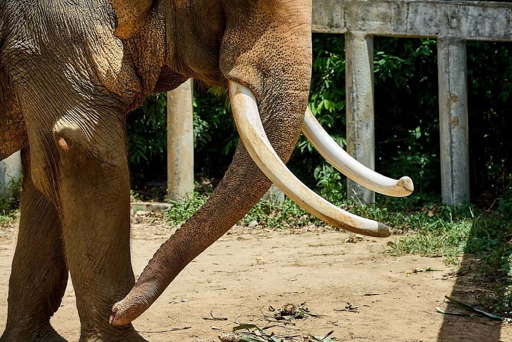 Elephant tusk