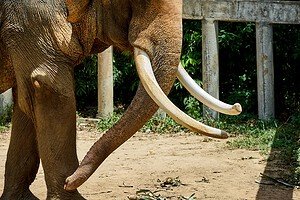 Elephant tusk