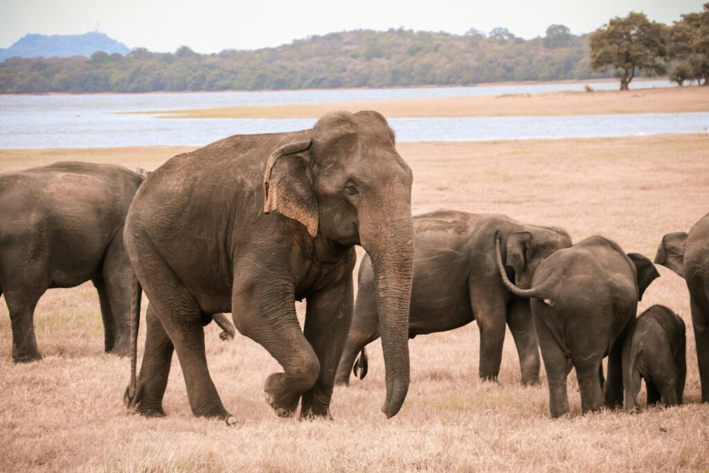 Wild elephants