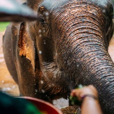 Elephant Tour Koh Phangan